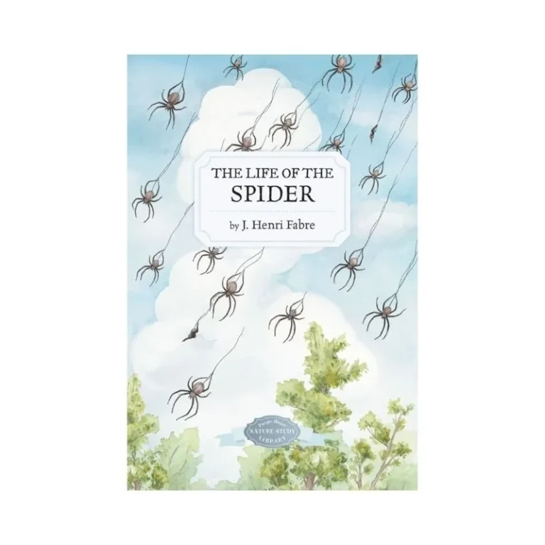 Life of the Spider