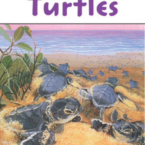 Turtles