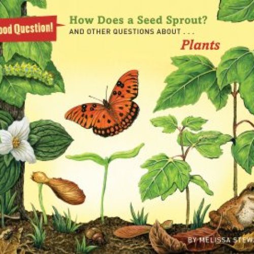 How Does a Seed Sprout