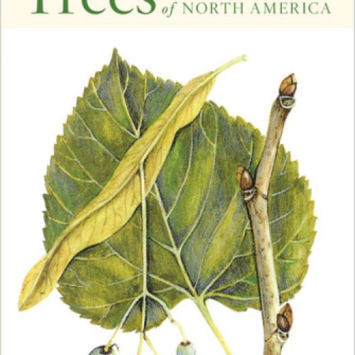 Peterson First Guide to Trees of North America