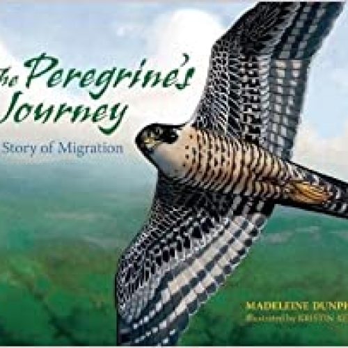 The Peregrine’s Journey: A Story of Migration
