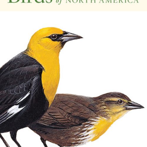Peterson’s First Guide to Birds of North America