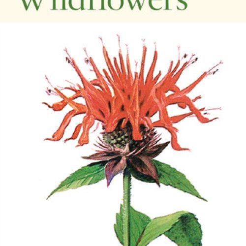 Peterson First Guide to Wildflowers
