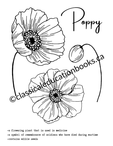 Poppy Colouring Page - Free Digital Download