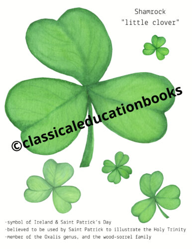 Shamrock - Free Digital Download