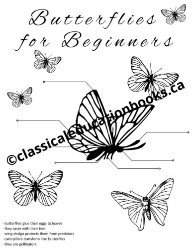 Butterflies for Beginners