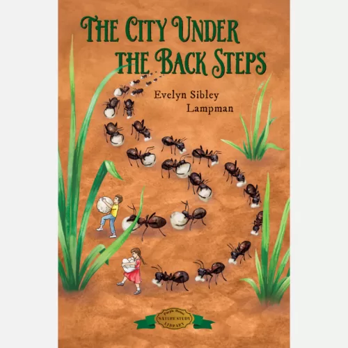 City Under the Back Steps