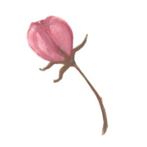 Brush Drawing Bud Illustration